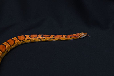 Close-up of a lizard against black background