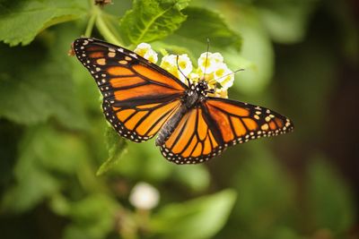 Close-up of butterfly pollinating on flower