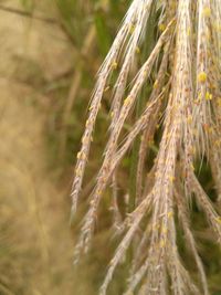 Close-up of wheat plant