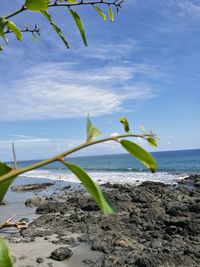 Plant growing on beach against sky