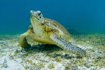 Close-up of turtle swimming in sea