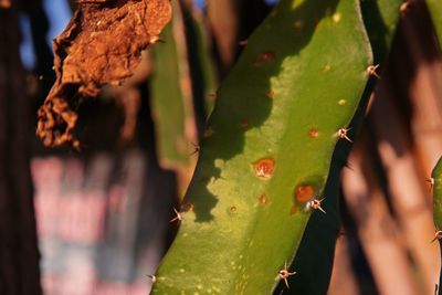 Close-up of succulent plant leaves