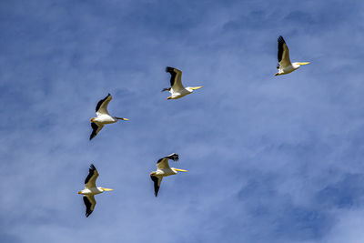 Low angle view of seagulls flying against sky