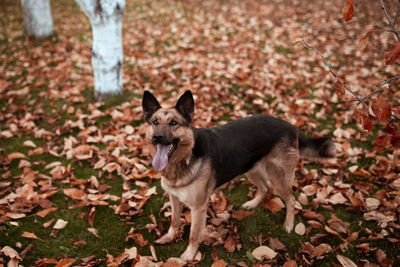 Dog running on field