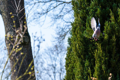 Bird flying over tree
