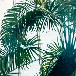 Low angle view of palm tree