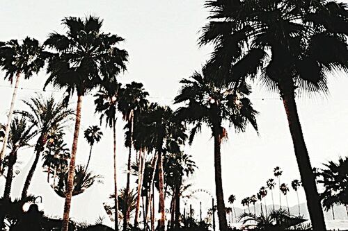 SILHOUETTE PALM TREES AGAINST SKY