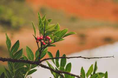 Close-up of red plant