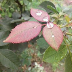 Close-up of butterfly on pink flower