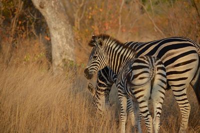 View of zebras on field