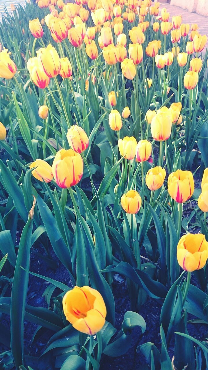 flower, freshness, petal, fragility, growth, flower head, beauty in nature, blooming, yellow, plant, tulip, nature, field, in bloom, high angle view, leaf, blossom, stem, orange color, springtime