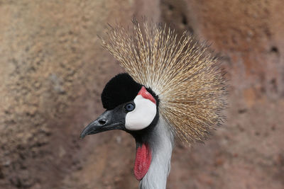 Close-up of grey crowned crane