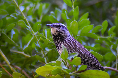 Close-up of a bird perching on plant