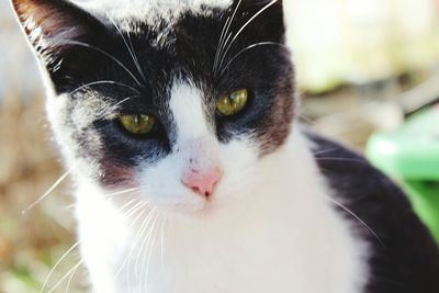 Close-up portrait of cat