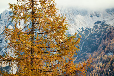 Low angle view of tree during autumn