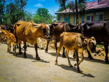 Cattle in the dr