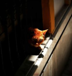 High angle view of cat at home