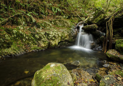 Scenic view of waterfall in forest