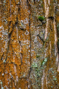 Close-up of lichen on tree trunk