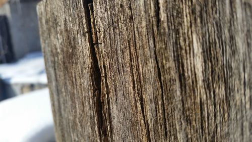 Close-up of tree trunk