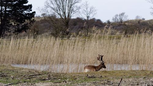 Reindeer with grass in background