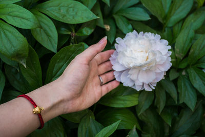 Close-up of woman hand holding leaves of flowering plant