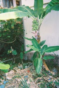 Ivy on potted plant