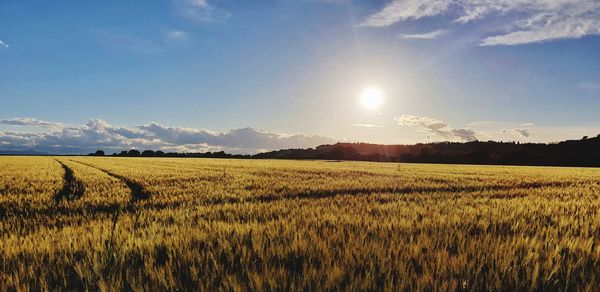 Scenic view of agricultural field against sky