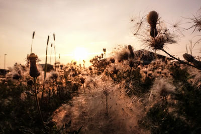 Close-up of flowering plants on field against sky