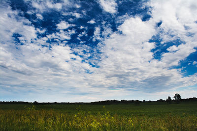 Scenic view of field against sky