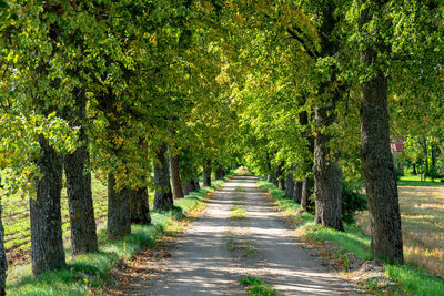 Road amidst trees on landscape