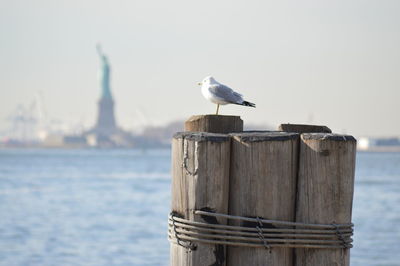 Seagull perching on wooden post
