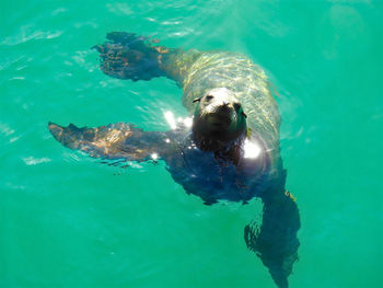 High angle view of turtle swimming in sea