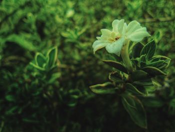 Close-up of flowering plant