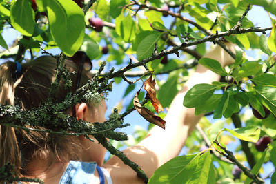 Low angle view of young woman fruit-picking 