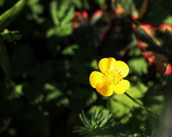 Close-up of yellow flowering plant