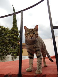 Portrait of cat sitting against sky