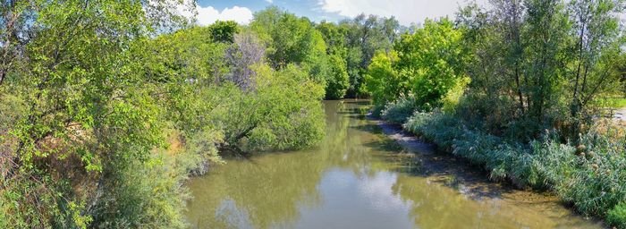 Scenic view of river in forest