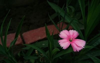 Close-up of pink flower blooming outdoors