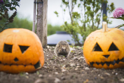 Jack o lantern on field