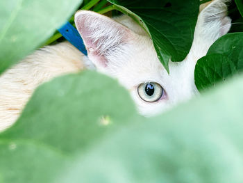 Close-up portrait of a cat