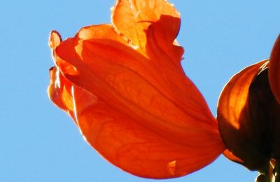 Low angle view of orange flower against clear sky