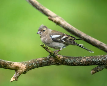 Close-up of a bird perching on branch