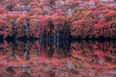 Scenic view of lake in forest during autumn