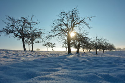 Trees on snow covered landscape against clear sky