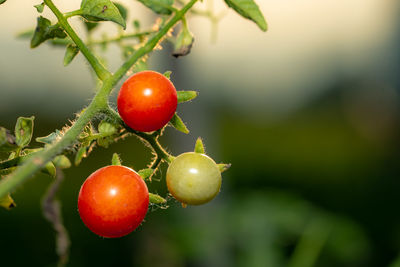 Close-up of tomatoes on plant