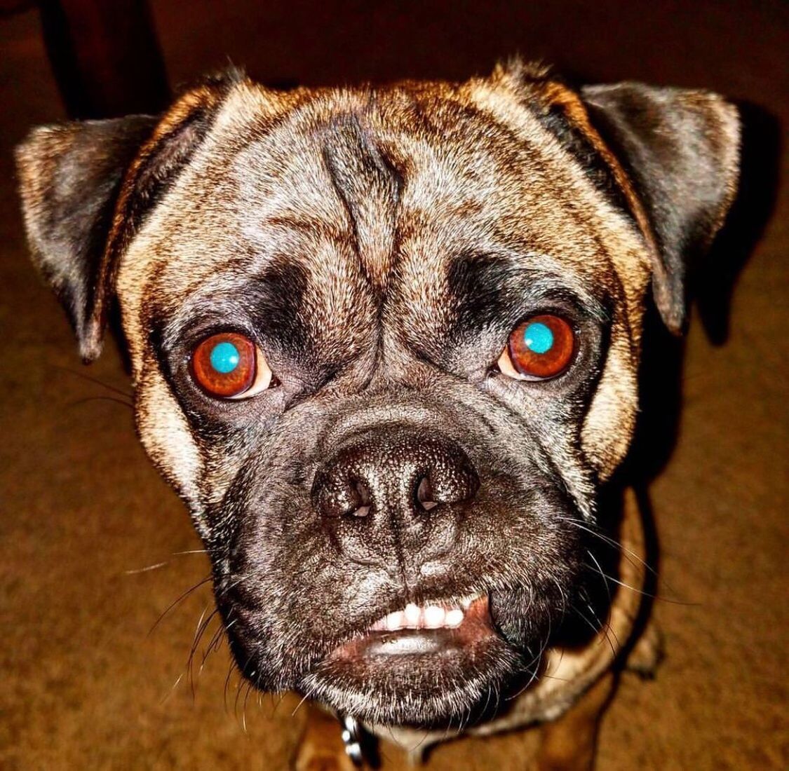 CLOSE-UP PORTRAIT OF PUG