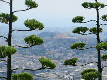 High angle view of trees by sea