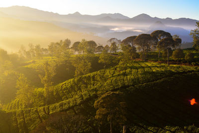 Scenic view of landscape against sky during sunset