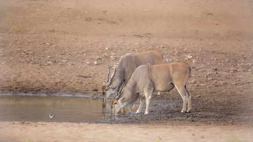 View of horse drinking water